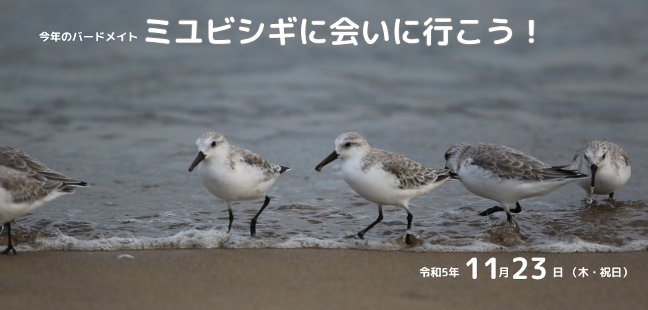 愛知の野鳥（日本野鳥の会愛知県支部機関誌） 1988年1月No.33～1999年