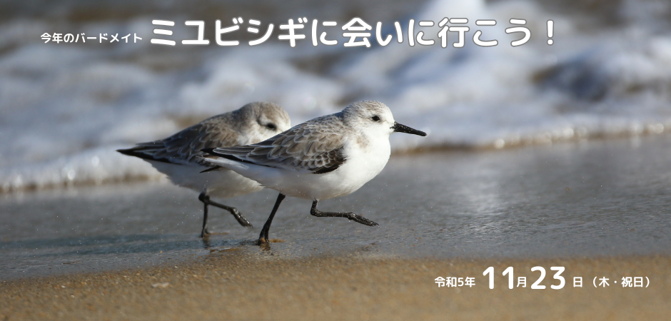 新ＨＰ日本野鳥の会愛知県支部-The Aichi Branch of Wild Bird Society